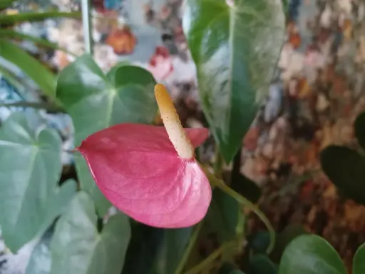 Różowy kwiat anturium, znany jako flamingo flower, z żółtym kielichem na tle zielonych liści i kolorowego tła.