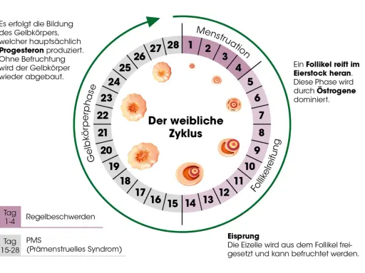Der weibliche Zyklus: Menstruation, Follikelreifung, Eisprung, Gelbkörperphase. Rauchen kann die Periode beeinflussen.