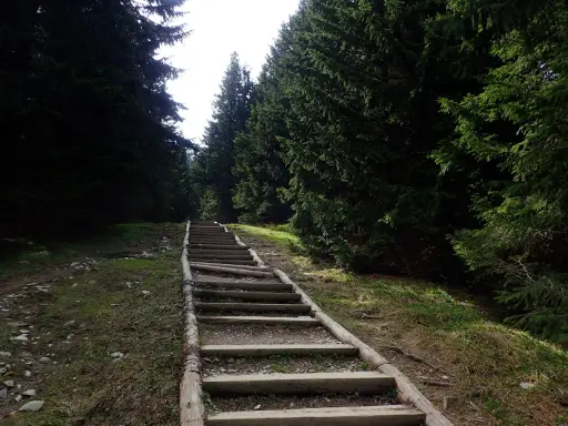 Długie, drewniane schody w lesie, jak gęsia szyja, wiodą w górę.