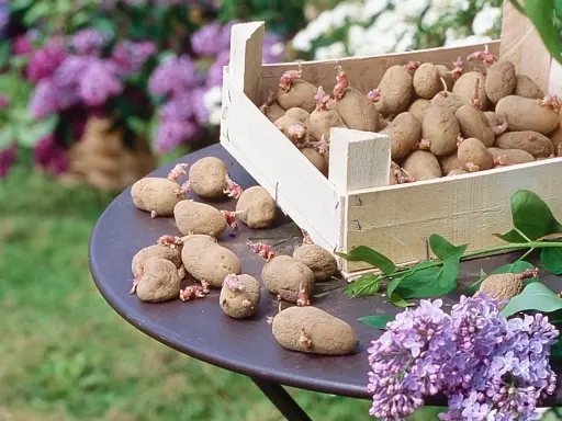 Un tableau variété de pommes de terre germées sur une table, avec des lilas en arrière-plan.