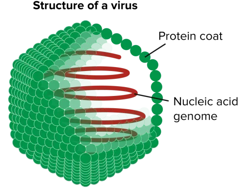 Struktur eines Virus: grüne Proteinhülle um ein rotes Nukleinsäure-Genom. Diese komplexen Zeichen des Lebens sind winzig.