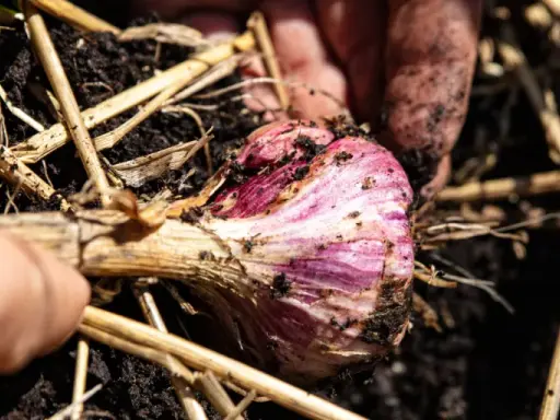 Main d'un jardinier déterrant une belle tête d'ail violette, prête pour la récolte.