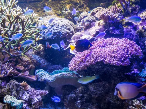 Kolorowe ryby pływające wśród koralowców w akwarium.