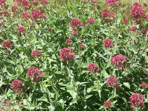 Un parterre de valériane des jardins toxique, aux fleurs denses d'un rouge profond, se déploie sous un soleil éclatant.