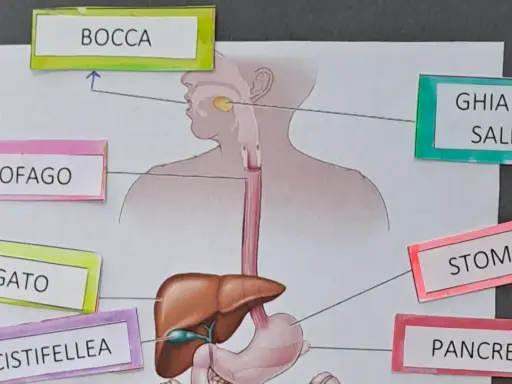 Lapbook apparato digerente: bocca, ghiandole salivari, esofago, fegato, cistifellea, stomaco e pancreas illustrati.
