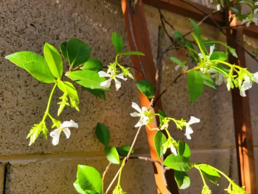 Des petites fleurs blanches éclosent sur une branche de jasmin d'hiver, grimpant le long d'un support en bois.
