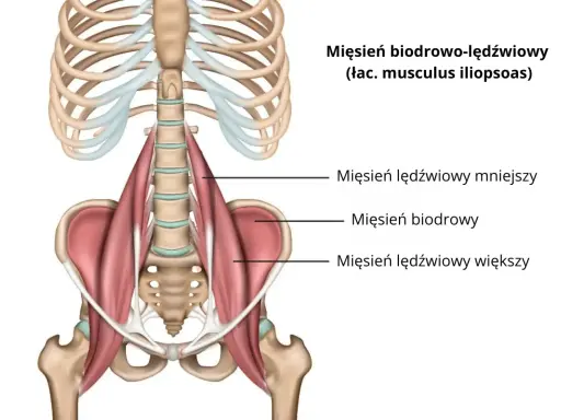 Anatomia mięśnia biodrowo-lędźwiowego: pokazano przyczepy mięśnia lędźwiowego mniejszego, biodrowego i lędźwiowego większego do kręgosłupa i miednicy.