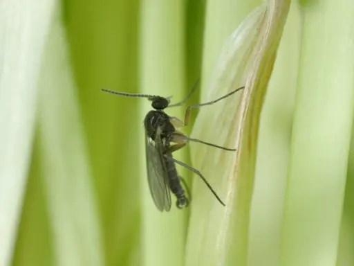Mały czarny owad, ziemiórka, na zielonej łodydze. W jakiej temperaturze giną ziemiórki? Powyżej 30°C larwy zaczynają obumierać.