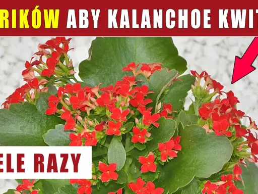 Kalanchoe: Jak przycinać dla zdrowia i kwiatów? Poradnik krok po kroku