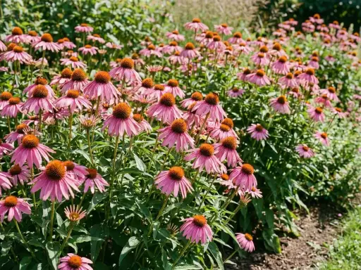 Un champ d'échinacées en pleine floraison, leurs pétales roses vibrants contrastant avec leurs cœurs orange. Un petit insecte butine sur une fleur.