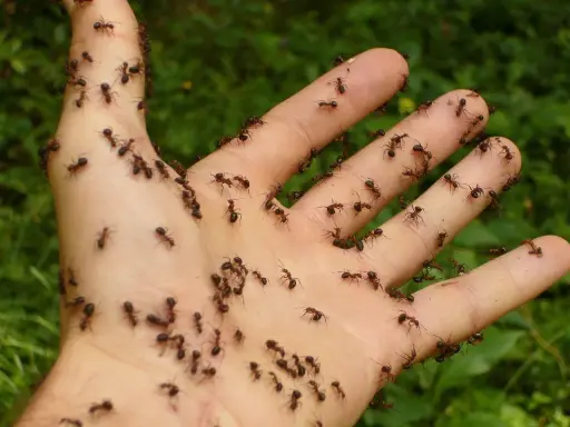 Mano invasa da formiche. Un'immagine che fa pensare ai rimedi naturali contro le formiche, magari con aceto o cannella.