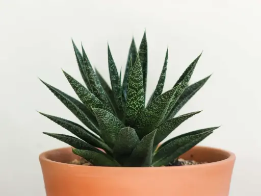 Zielony aloes w terakotowej doniczce. Czy aloes to kaktus? Nie, to sukulent, choć często mylony z kaktusem.