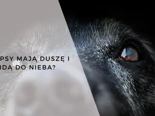 Oko psa, symbolizujące jego duszę w domu, spogląda z ciemności.