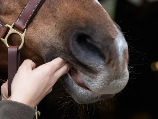 Eine Hand prüft das Maul eines Pferdes, um das gebiss richtig verschnallen zu können.