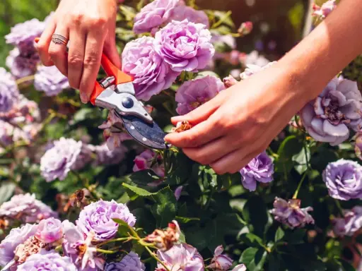 Hands using pruning shears to deadhead roses, removing spent blooms to encourage new growth.