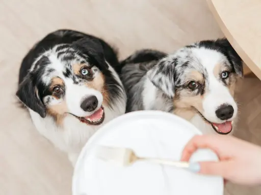 Deux bergers australiens aux yeux magnifiques attendent avec impatience leur nourriture.