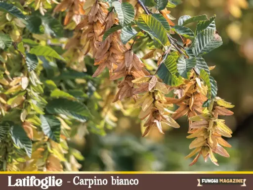 Carpino bianco, tra le piante tipiche pugliesi, con i suoi frutti alati che ondeggiano al vento.