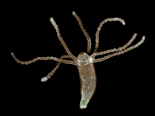 Hydra, małe robaki w akwarium, rozciąga swoje czułki.