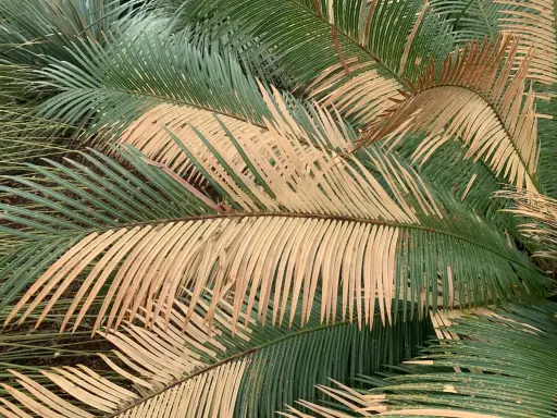 Feuilles d'un cycas revoluta extérieur, certaines vertes et d'autres jaunies, créant un contraste saisissant.