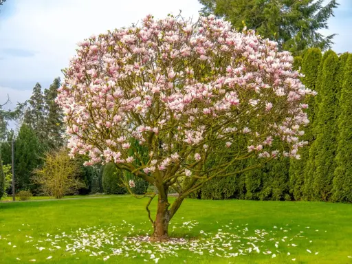 Kwiaty magnolii na tle zieleni – jedne z najpiękniejszych drzew do ogrodu. Płatki opadły na trawę, tworząc dywan.
