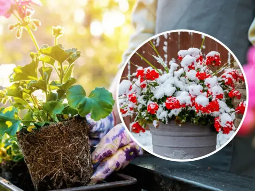 Kiedy sadzić pelargonie? Wiosną, gdy minie ryzyko przymrozków. Unikaj sadzenia w śniegu, jak na zdjęciu!