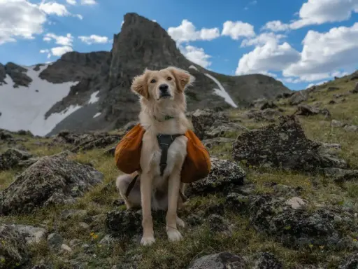 Zakopane z psem: Gdzie legalnie w Tatry? Uniknij mandatu!