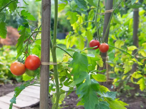Des tomates rouges mûres pendent de tiges vertes, soutenues par des piquets en bois. Ces variétés de tomates rampantes promettent une récolte savoureuse.
