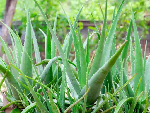 Un folto gruppo di piante di aloe vera, note per i loro benefici per la pelle, con foglie verdi carnose e bordi seghettati.
