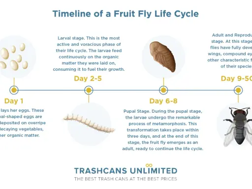 Timeline of a fruit fly life cycle: eggs, larvae, pupa, and adult fly. This shows the complete transformation from tiny eggs to a mature insect.