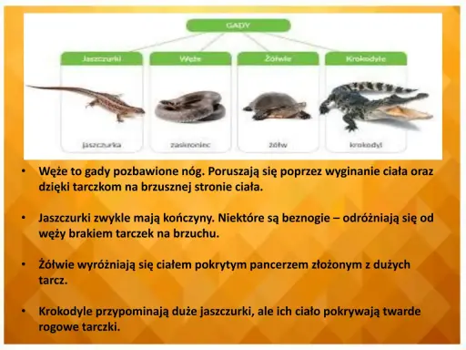 Żółw: Gad czy płaz? Poznaj 4 kluczowe różnice!