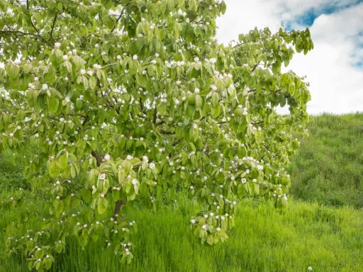 Ein blühender Quittenbaum im Frühling, bereit für den Quittenbaum schneiden. Grüne Wiese und bewölkter Himmel.