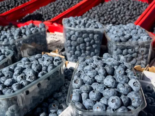 Mnóstwo borówek amerykańskich w plastikowych pojemnikach i czerwonych skrzynkach. Pamiętaj o borówka amerykańska przeciwwskazania, jeśli masz problemy z krzepliwością krwi.