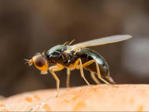 Gros plan d'une mouche de la carotte, un nuisible dont le traitement naturel est recherché par les jardiniers.