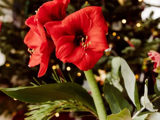 Två röda amaryllisblommor med julgran och ljus i bakgrunden. En påminnelse om hur vattnar man amaryllis för att den ska trivas.