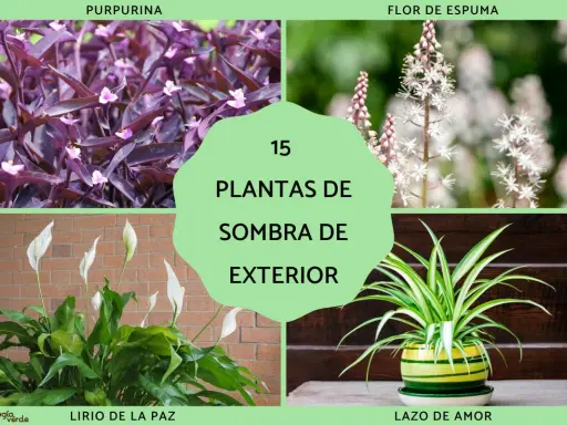 Plantas de sombra exterior grandes: purpurina, flor de espuma, lirio de paz y lazo de amor.