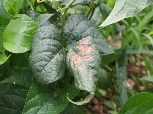 Feuilles de haricots verts atteintes de mildiou, présentant des taches brunâtres et une déformation.