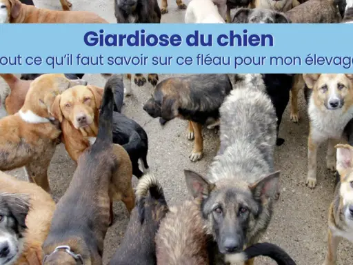 Un groupe de chiens, certains semblant malades, avec un bandeau "Giardiose du chien : tout ce qu'il faut savoir sur ce fléau pour mon élevage".