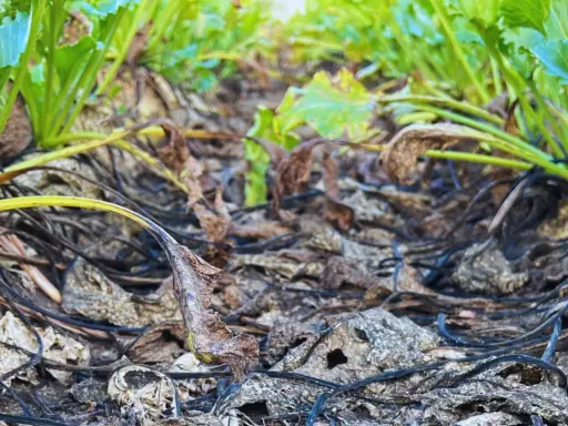 Zwiędłe liście i łodygi buraków cukrowych, z widocznym chwościkiem buraka na pierwszym planie. W tle zielone liście.