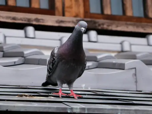 Paloma gris posada en un tejado, quizás buscando un repelente para palomas casero para ahuyentarla.