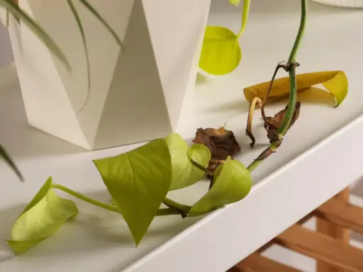 Epipremnum z żółtymi liśćmi, niektóre zdrowe, inne uschnięte. Obok biała doniczka.