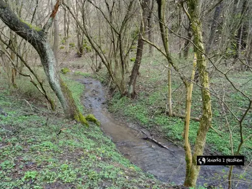 Wąski strumień płynie przez zieloną dolinę kluczwody, otoczony nagimi drzewami i młodą roślinnością.