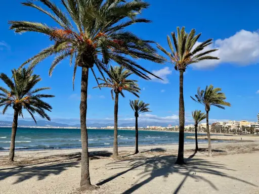 Palmen säumen den sonnigen alcudia strand. Das Meer glitzert, im Hintergrund eine Stadt.