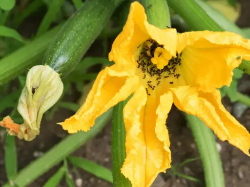 Des fourmis envahissent la fleur de courgette, un problème pour éliminer les fourmis dans les plantes.