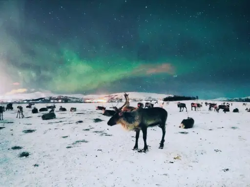 Stado reniferów na śniegu pod zorzą polarną w Tromsø, Norwegia.