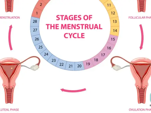 Ilustracja przedstawia cykl miesiączkowy: menstruację, fazę folikularną, owulację i fazę lutealną, z zaznaczonymi dniami cyklu.