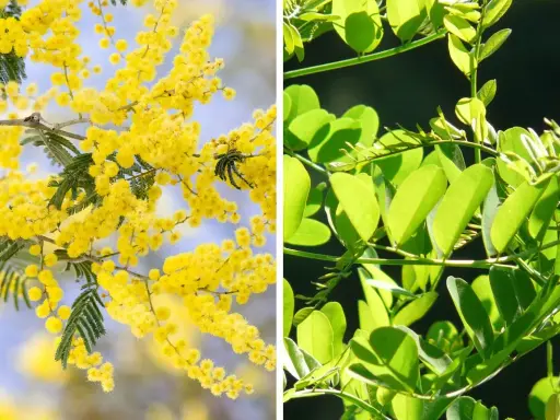 Links: Akazie mit gelben Blüten. Rechts: Robinie mit grünen Blättern. Der Unterschied zwischen Akazie und Robinie ist deutlich.