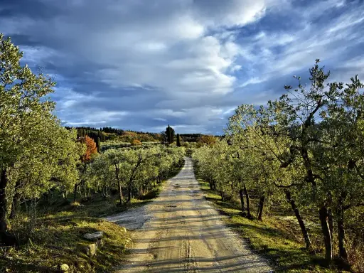 Strada sterrata fiancheggiata da ulivi, un invito a percorrere la via romea sanese sotto un cielo drammatico.