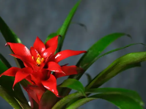 Jasnoczerwony kwiat bromelii z żółtym środkiem, otoczony zielonymi liśćmi. Kwitnie długo, ciesząc oko.