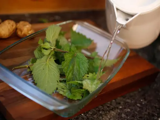 Préparation du purin d'ortie : de l'eau chaude est versée sur des feuilles d'ortie dans un plat en verre. Des pommes de terre sont visibles en arrière-plan.