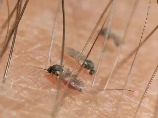 Zbliżenie na skórę z włosami, gdzie widać meszki pijące krew. To nieprzyjemne ugryzienie meszki.